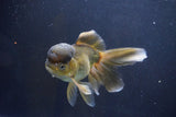 Thai Oranda  Bronze 5.5 Inch (ID#1008To2b-99) Free2Day SHIPPING