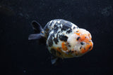 Jumbo Ranchu  Calico 5.5 Inch (ID#1213R14a-102)