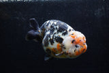 Jumbo Ranchu  Calico 5.5 Inch (ID#1213R14a-102)