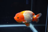 Juvenile Lionchu  Red White 3.5 Inch (ID#404R11a-11) Free2Day SHIPPING