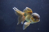 Thai Oranda  Bronze 5.5 Inch (ID#1008To2b-99) Free2Day SHIPPING