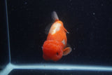 Lionchu  Red White 4.5 Inch (ID#218R12b-88) Free2Day SHIPPING