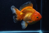 Thai Oranda  Red White 6 Inch (ID#1203To6b-113)