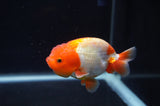 Juvenile Lionchu  Red White 3.5 Inch (ID#404R11a-11) Free2Day SHIPPING