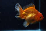 Thai Oranda  Red White 6 Inch (ID#1203To6b-113)