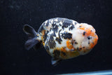 Jumbo Ranchu  Calico 5.5 Inch (ID#1213R14a-102)