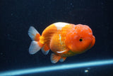 Lionchu  Red White 4.5 Inch (ID#218R12b-88) Free2Day SHIPPING