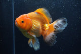 Thai Oranda  Red White 6 Inch (ID#1203To6b-113)