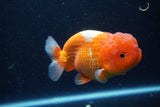 Lionchu  Red White 4.5 Inch (ID#218R12b-88) Free2Day SHIPPING