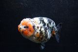 Jumbo Ranchu  Calico 5.5 Inch (ID#1213R14a-102)