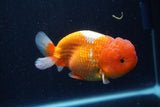 Lionchu  Red White 4.5 Inch (ID#218R12b-88) Free2Day SHIPPING