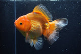 Thai Oranda  Red White 6 Inch (ID#1203To6b-113)