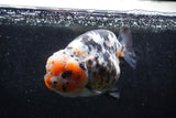 Jumbo Ranchu  Calico 5.5 Inch (ID#1213R14a-102)