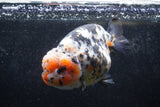 Jumbo Ranchu  Calico 5.5 Inch (ID#1213R14a-102)