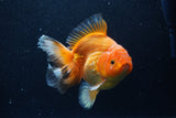 Thai Oranda  Red White 6 Inch (ID#1203To6b-113)