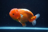 Lionchu  Red White 4.5 Inch (ID#218R12b-88) Free2Day SHIPPING