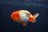 Juvenile Lionchu  Red White 3.5 Inch (ID#404R11a-11) Free2Day SHIPPING