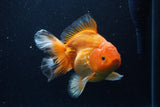 Thai Oranda  Red White 6 Inch (ID#1203To6b-113)