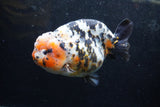 Jumbo Ranchu  Calico 5.5 Inch (ID#1213R14a-102)