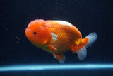 Lionchu  Red White 4.5 Inch (ID#218R12b-88) Free2Day SHIPPING