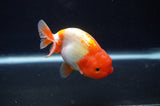 Juvenile Lionchu  Red White 3.5 Inch (ID#404R11a-11) Free2Day SHIPPING