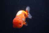 Lionchu  Red White 4.5 Inch (ID#218R12b-88) Free2Day SHIPPING