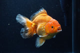 Thai Oranda  Red White 6 Inch (ID#1203To6b-113)