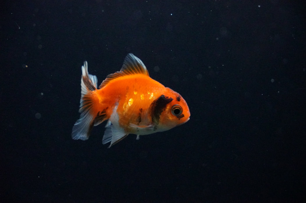 Baby Thai Oranda  Sakura 2.5 Inch (ID#1021TPTA-28) Free2Day SHIPPING
