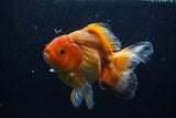 Thai Oranda  Red White 6 Inch (ID#1203To6b-113)