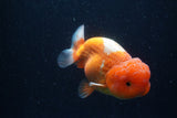Lionchu  Red White 4.5 Inch (ID#218R12b-88) Free2Day SHIPPING