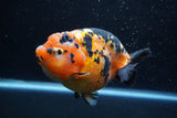 Jumbo Ranchu  Calico 5.5 Inch (ID#1217R14a-101)