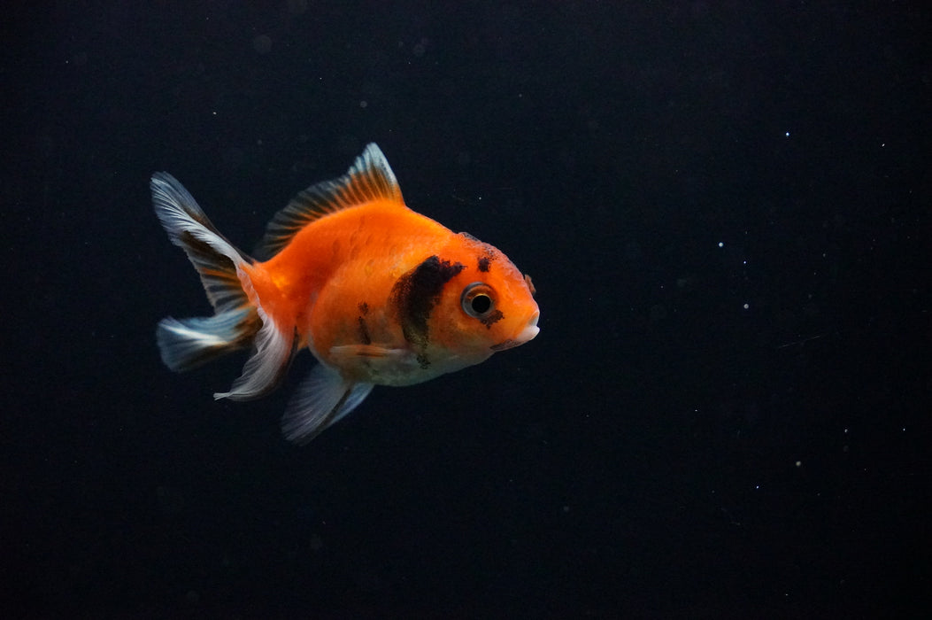 Baby Thai Oranda  Sakura 2.5 Inch (ID#1021TPTA-28) Free2Day SHIPPING