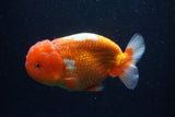 Lionchu  Red White 4.5 Inch (ID#218R12b-88) Free2Day SHIPPING