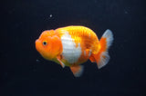 Juvenile Lionchu  Red White 3.5 Inch (ID#404R11a-12) Free2Day SHIPPING