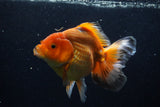 Thai Oranda  Red White 6 Inch (ID#1203To6b-113)