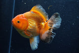 Thai Oranda  Red White 6 Inch (ID#1203To6b-113)