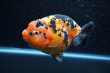 Jumbo Ranchu  Calico 5.5 Inch (ID#1217R14a-101)