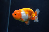 Juvenile Lionchu  Red White 3.5 Inch (ID#404R11a-12) Free2Day SHIPPING