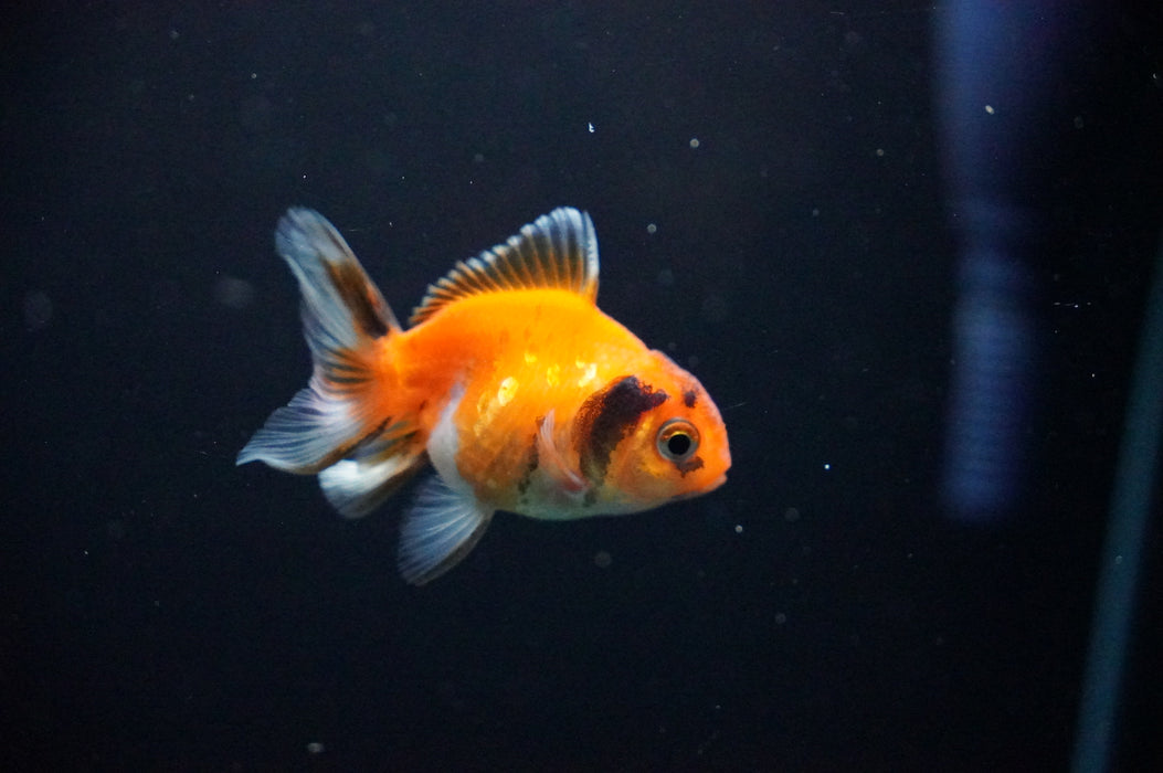 Baby Thai Oranda  Sakura 2.5 Inch (ID#1021TPTA-28) Free2Day SHIPPING