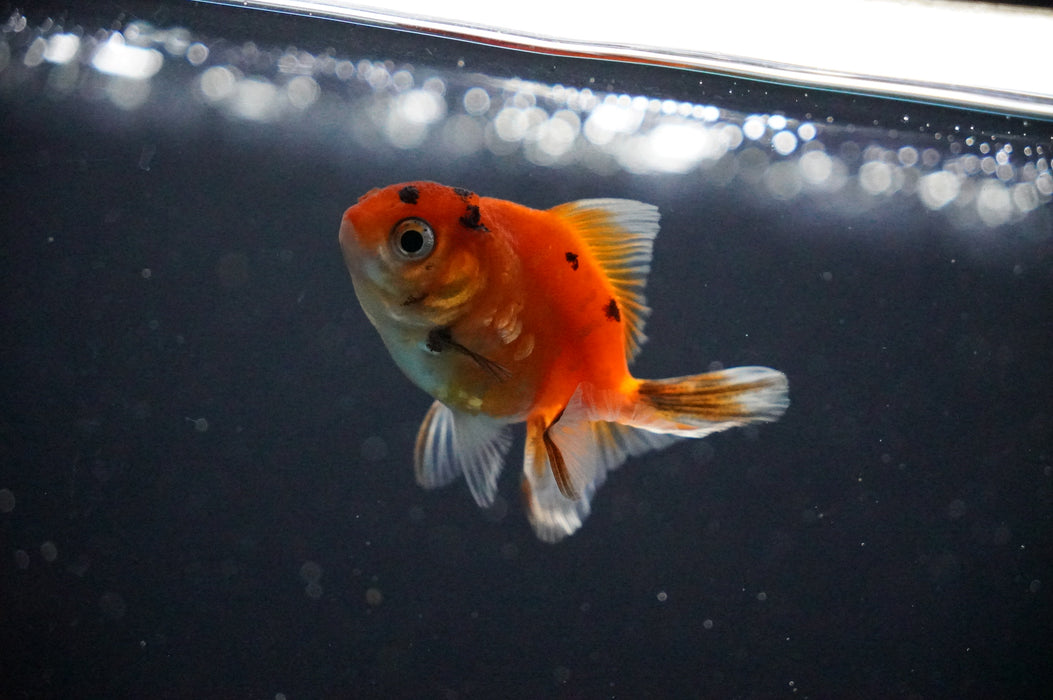 Baby Thai Oranda  Sakura 2.5 Inch (ID#1021TPTA-28) Free2Day SHIPPING