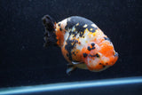 Jumbo Ranchu  Calico 5.5 Inch (ID#1217R14a-101)