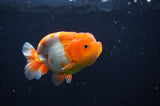Juvenile Lionchu  Red White 3.5 Inch (ID#404R11a-12) Free2Day SHIPPING