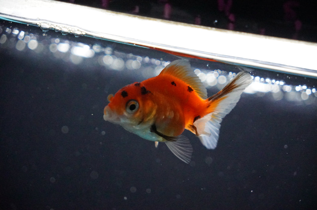 Baby Thai Oranda  Sakura 2.5 Inch (ID#1021TPTA-28) Free2Day SHIPPING
