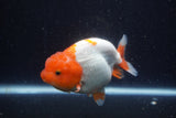 Lionchu  Red White 4.5 Inch (ID#218R12b-89) Free2Day SHIPPING