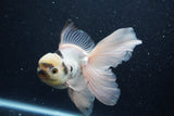 Thai Oranda  Panda 5.5 Inch (ID#1203To6b-114)