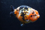 Jumbo Ranchu  Calico 5.5 Inch (ID#1217R14a-101)