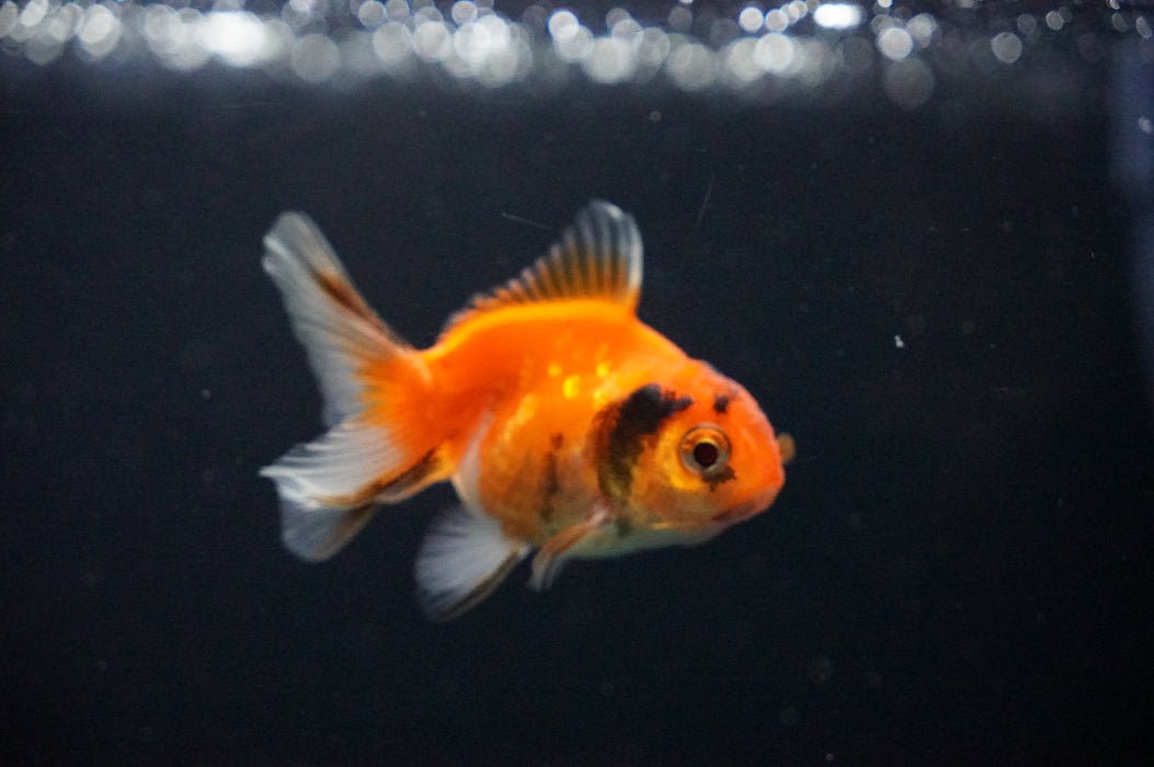 Baby Thai Oranda  Sakura 2.5 Inch (ID#1021TPTA-28) Free2Day SHIPPING