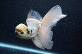 Thai Oranda  Panda 5.5 Inch (ID#1203To6b-114)