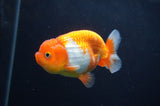 Juvenile Lionchu  Red White 3.5 Inch (ID#404R11a-12) Free2Day SHIPPING