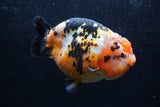 Jumbo Ranchu  Calico 5.5 Inch (ID#1217R14a-101)